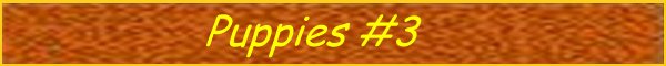 BannerPups3.jpg (10887 bytes)